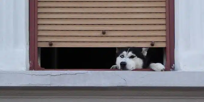 redőnyös ablakból egy Husky néz ki